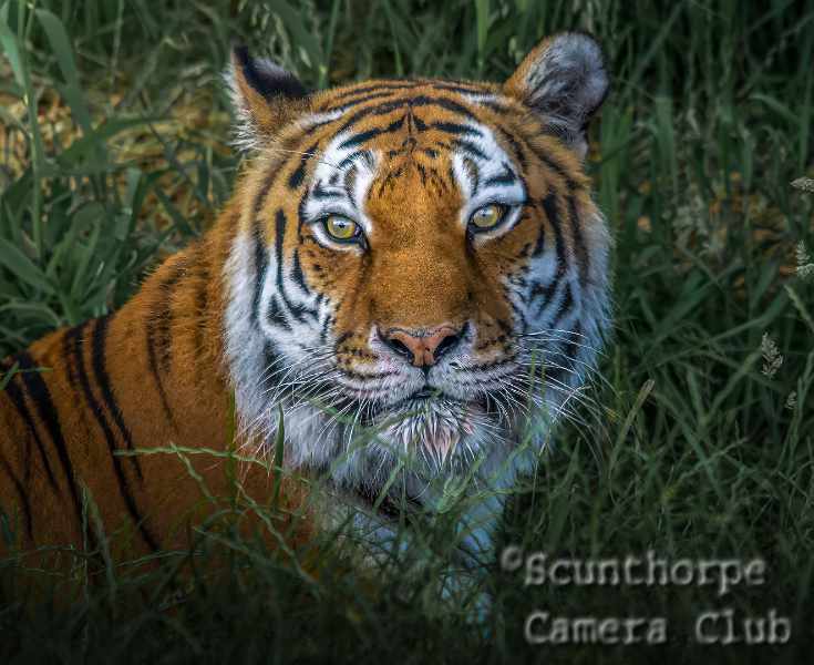 Amur Tiger 